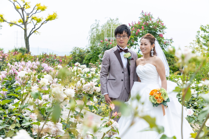 バラが満開を迎えていました