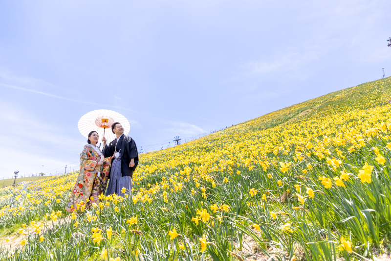 風物詩スイセンが見頃を迎えていました