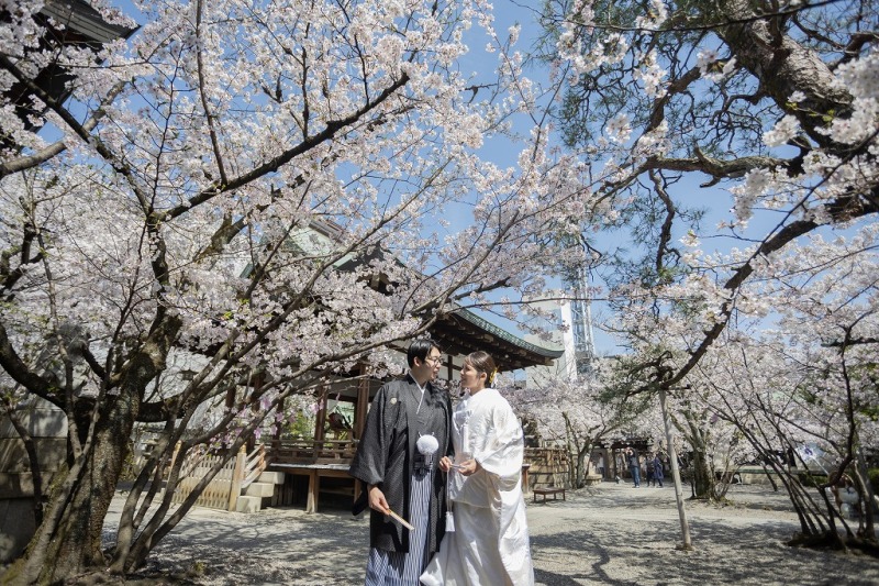 桜の名所　天孫神社撮影