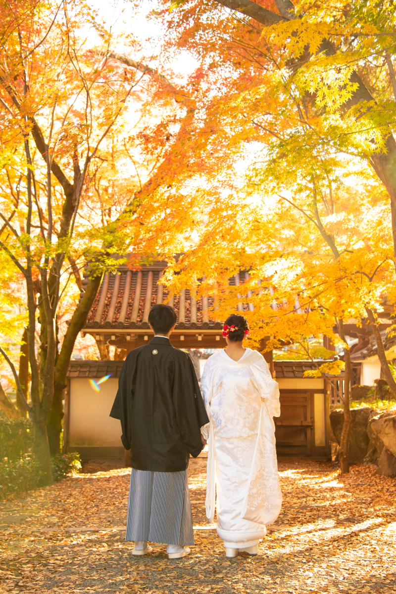 黄金色の風景の中を後ろ姿でしっとりと