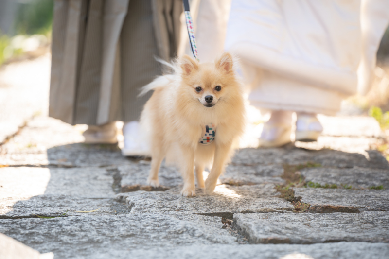 ペットのわんちゃんもお二人とご一緒に撮影
