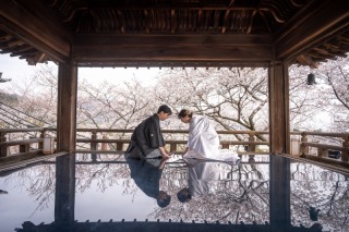 三井寺　桜が満開です