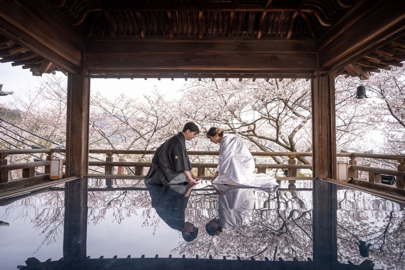 三井寺　桜が満開です