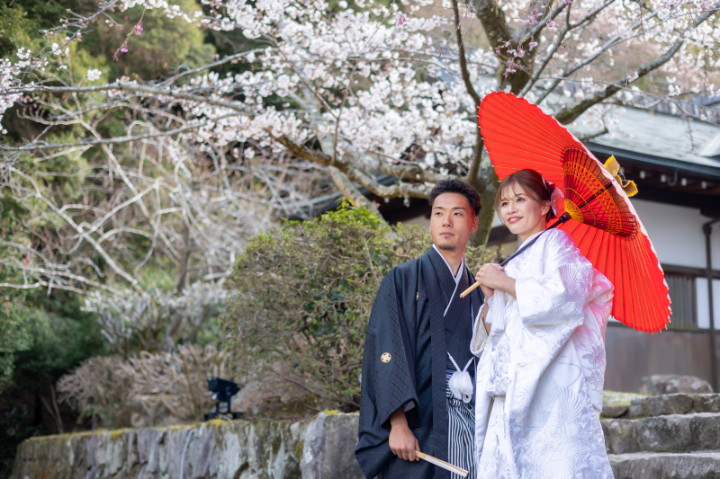 桜が咲きました～桜とフォトウエディング