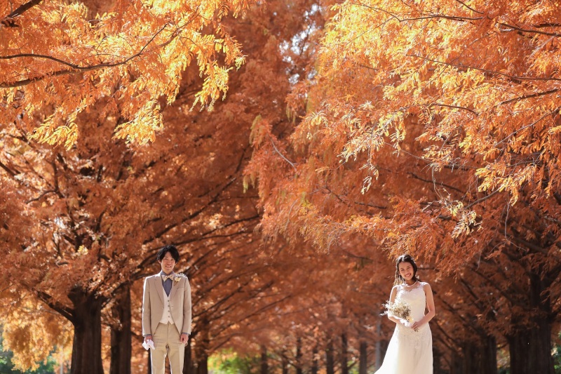 黄金色のメタセコイア眩しいです