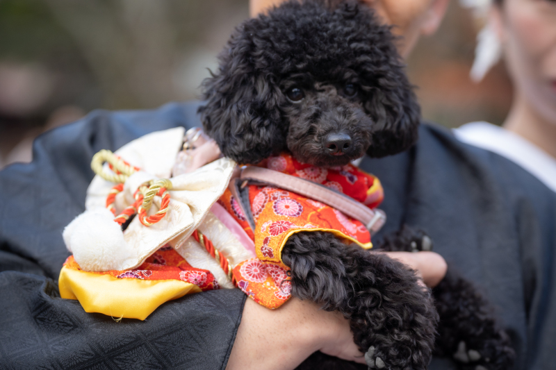 お揃いの衣裳を着てワンちゃんも参加です