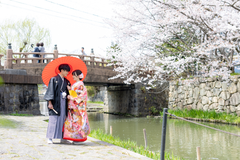 春の八幡堀 桜に包まれて