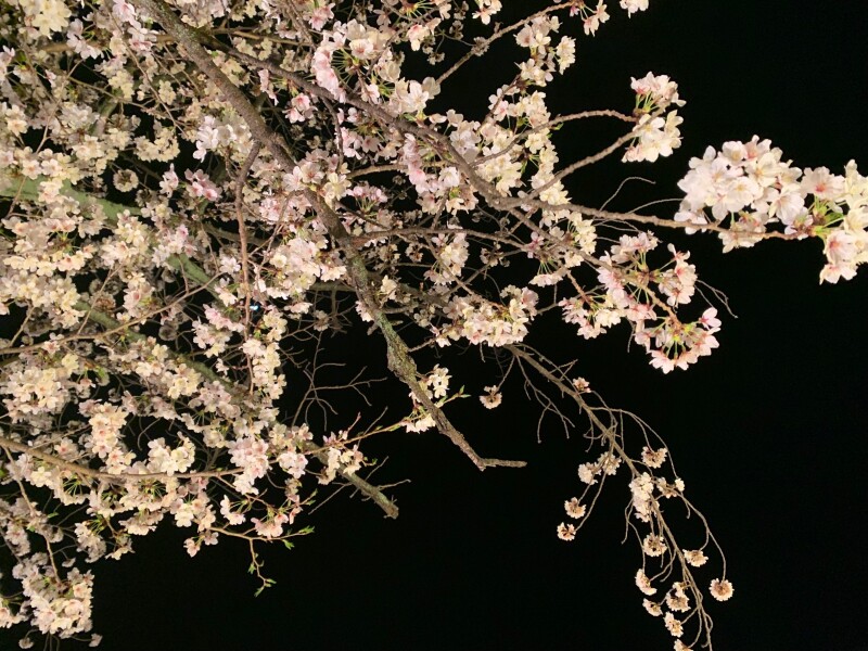 夜空に見る桜は幻想的な雰囲気でした