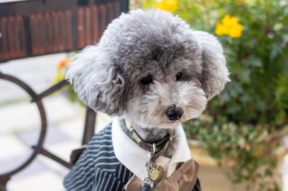 SWEET Wedding_和装を着て家族のペットと撮影