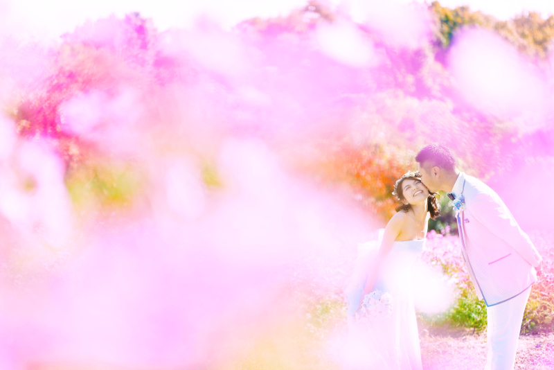 ピンクのコスモスに囲まれて♬