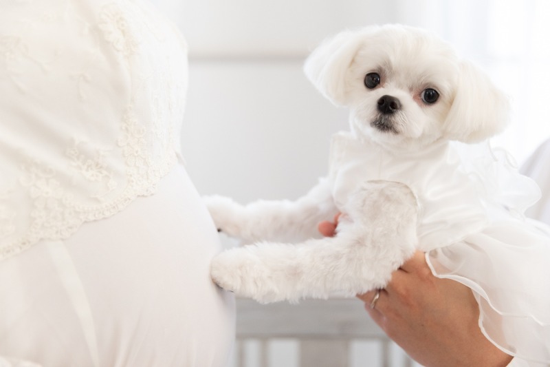 お腹とわんちゃんのお写真も