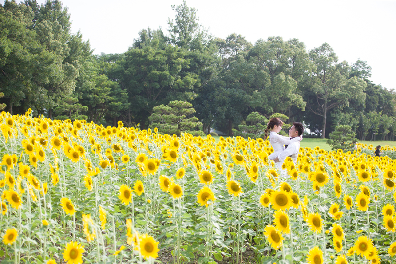 ひまわり畑に包まれたお二人。
