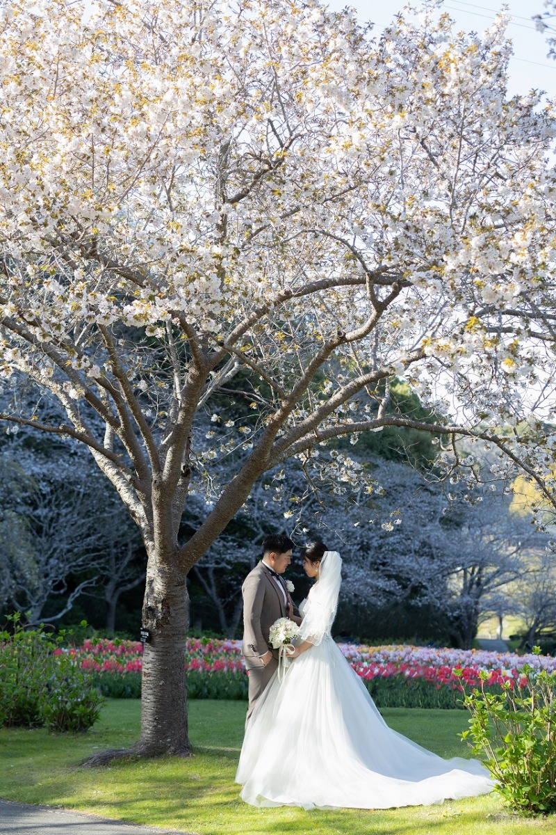 桜の木の下で
