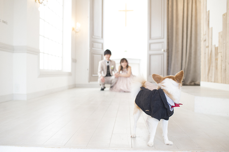 愛犬もフォーマル姿で..