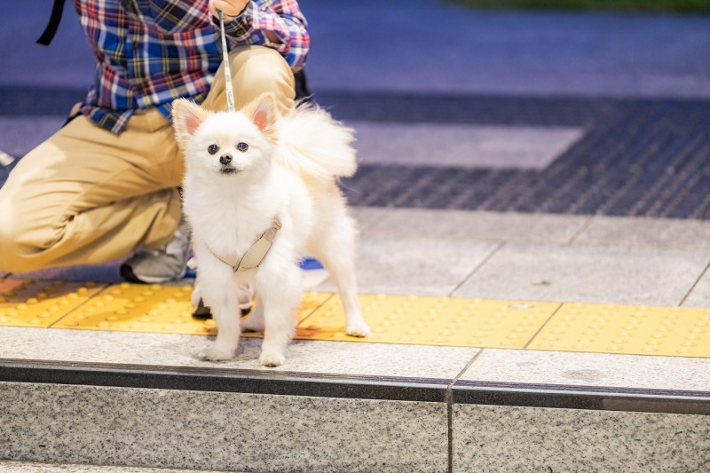 撮影中のおふたりを見つめるデルタ君