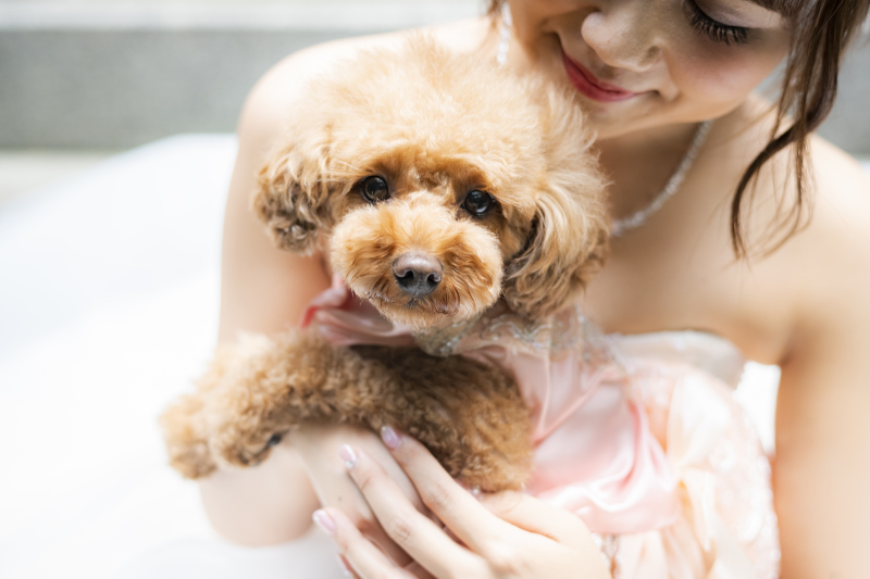 ワンちゃんもおめかし☆