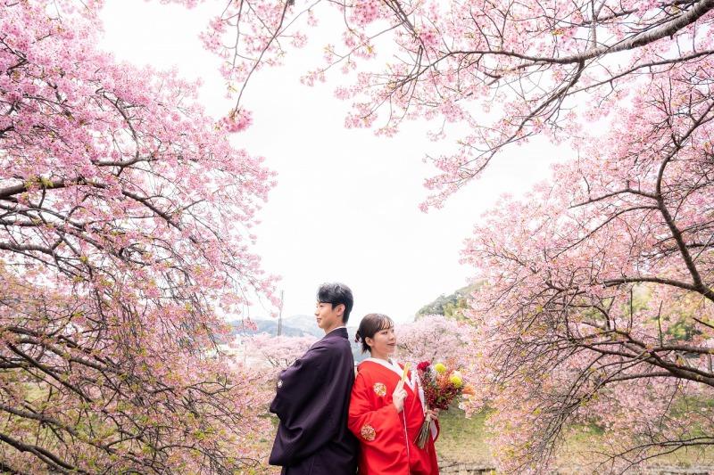 河津桜に包まれた春色の和装シーン