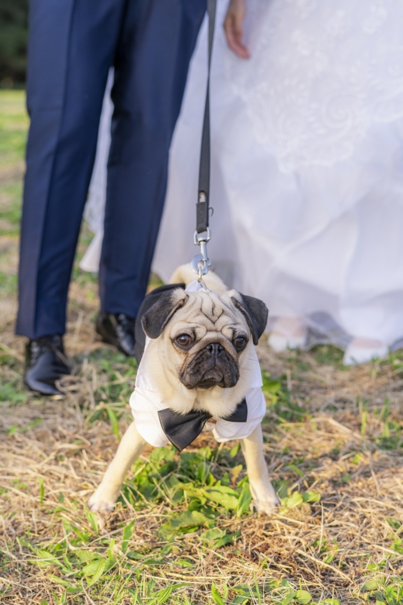 わんちゃんが主役のショットも！