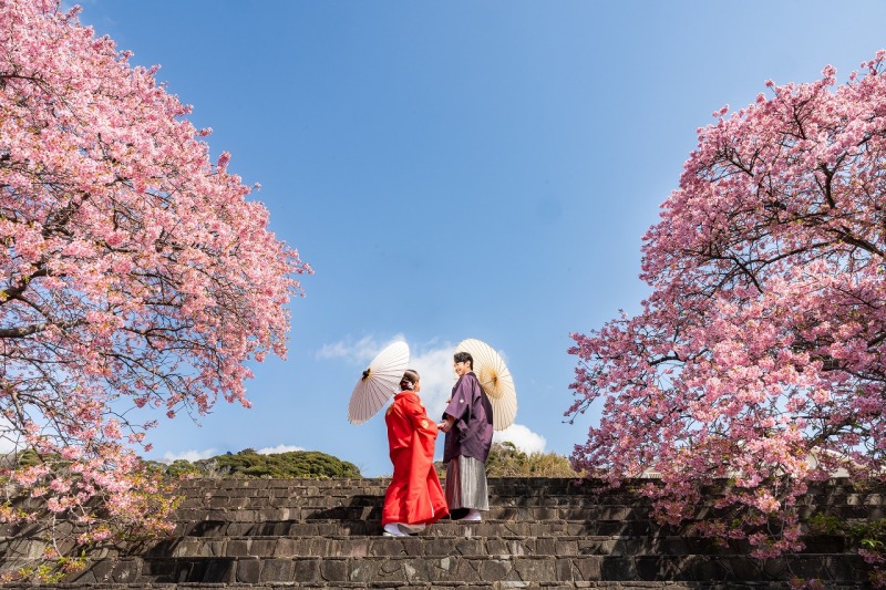 【河津桜】河津桜に包まれて叶えた白無垢と色打掛の和装前撮り