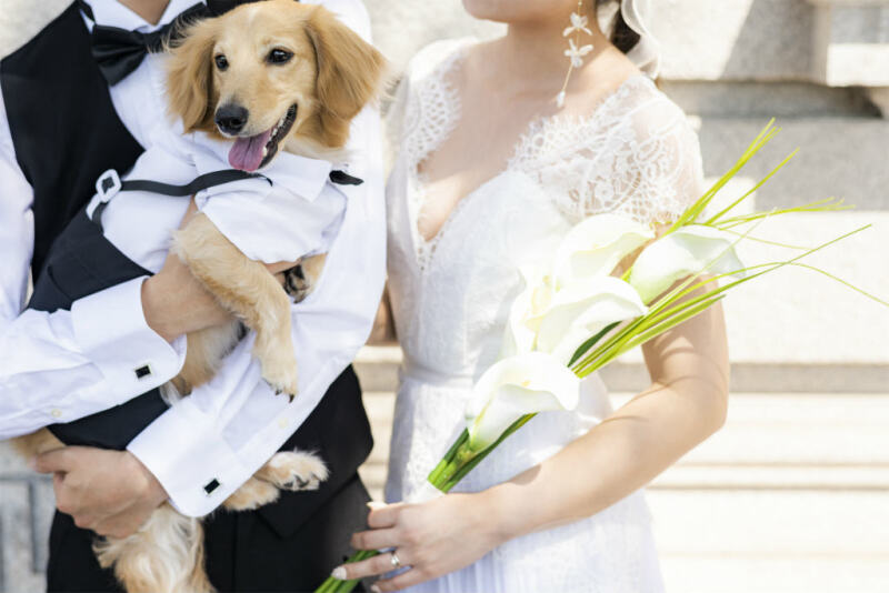 ワンちゃんもドレスアップ！お顔の見えないショット