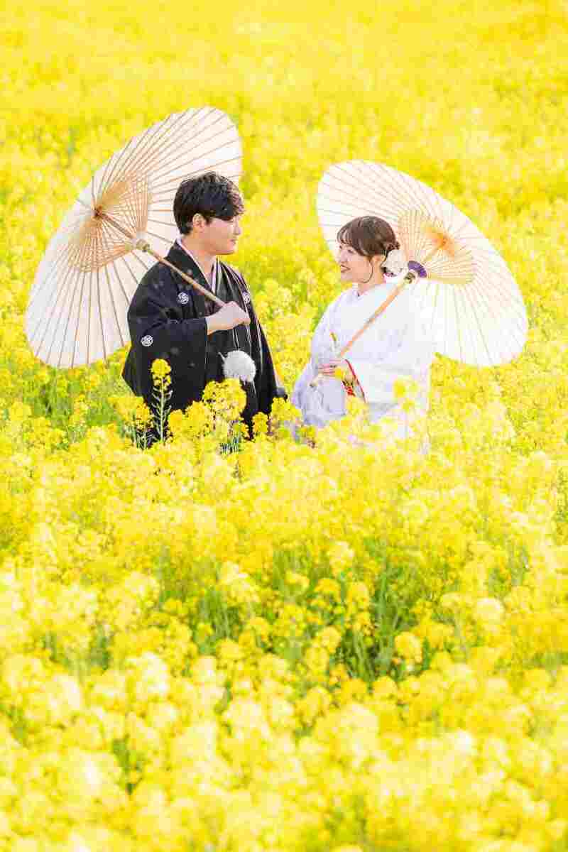 菜の花畑に映える和装姿と番傘