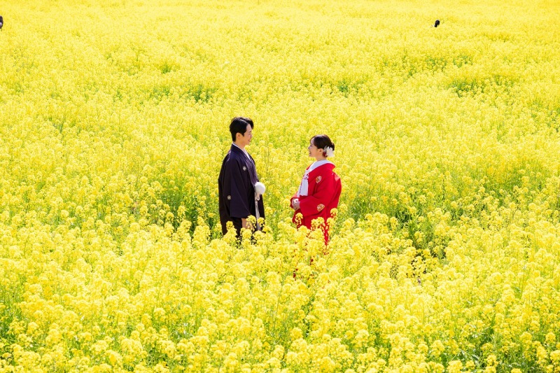 菜の花が広がる春景色と和装の装い