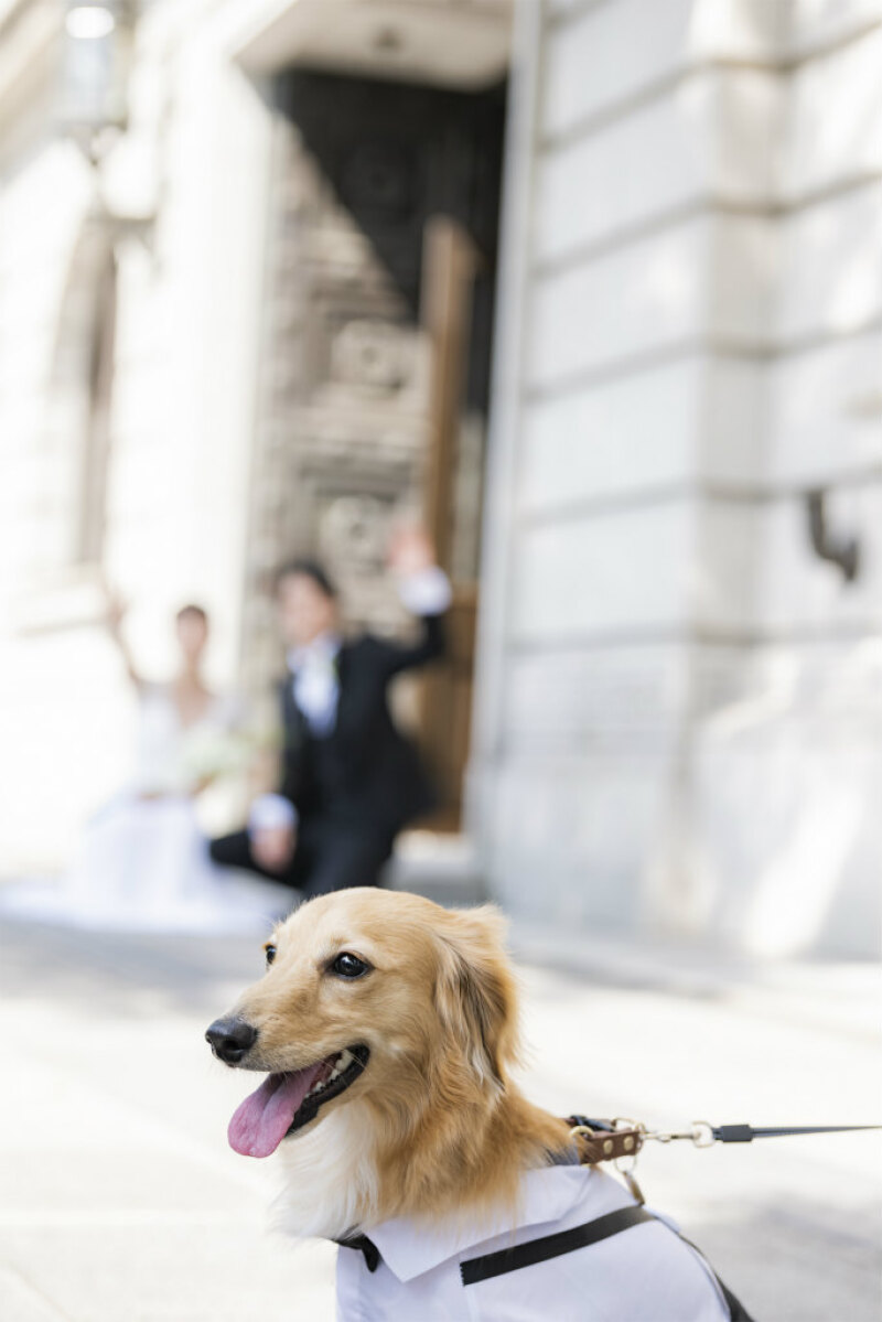 ワンちゃんの堂々”ワン”ショット！