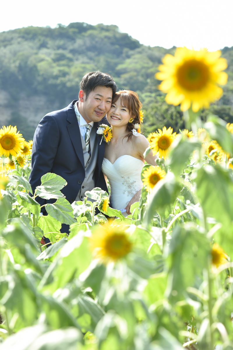 今年の向日葵・・・