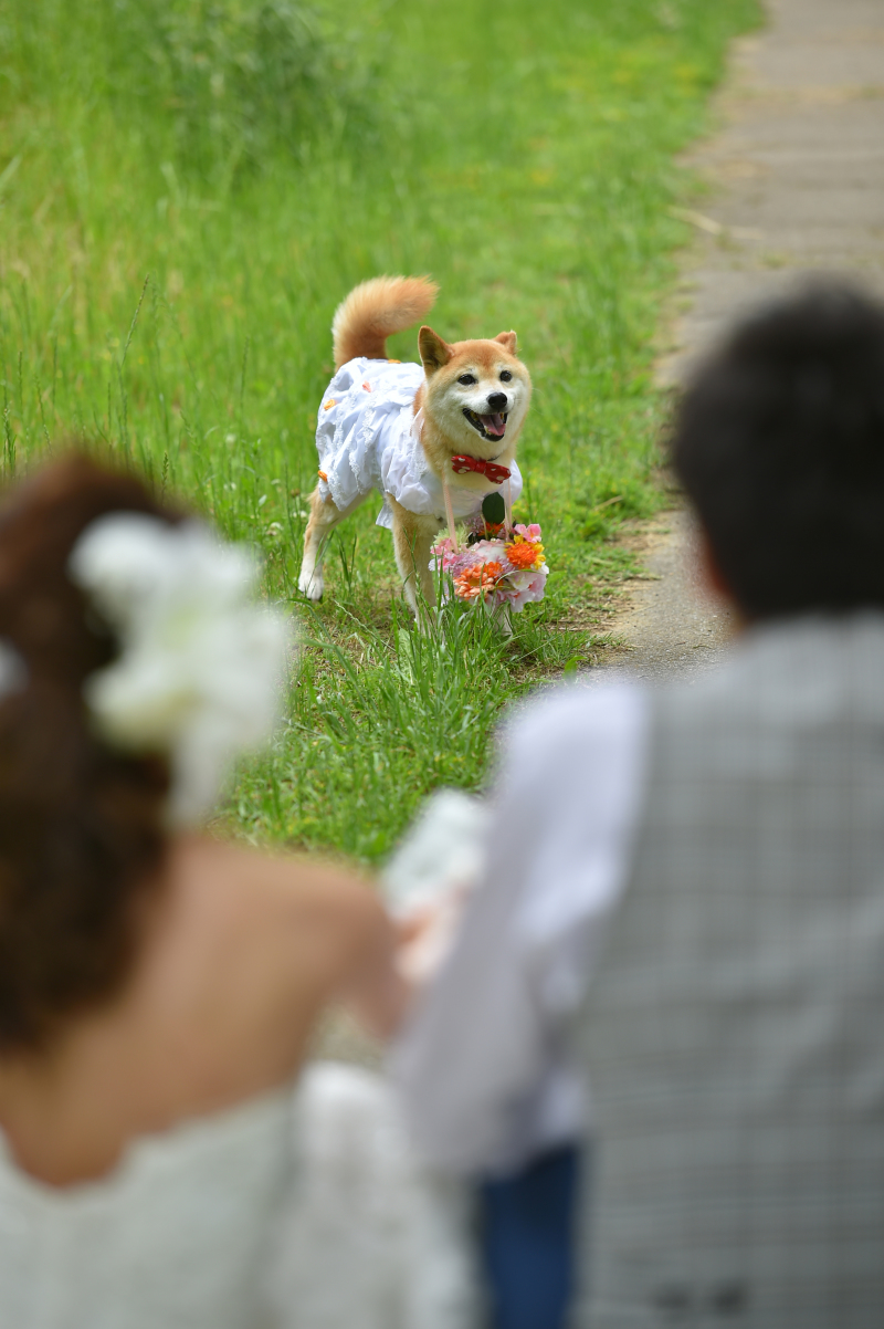 リングドッグ・・・