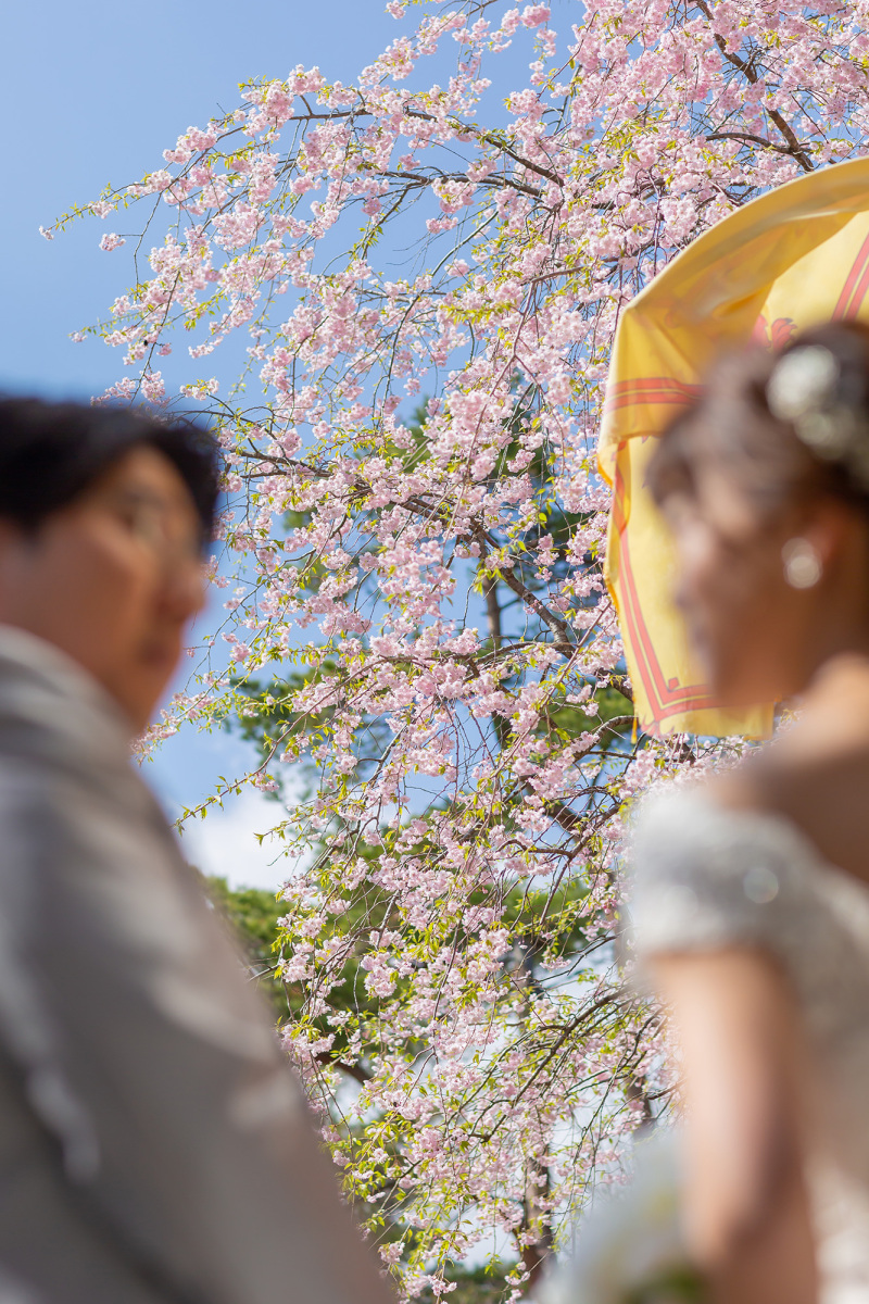 桜に見守られながら…♡
