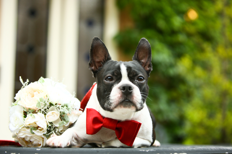 わんちゃんと一緒に!撮影プラン【那須高原ミッシェルガーデンコート】