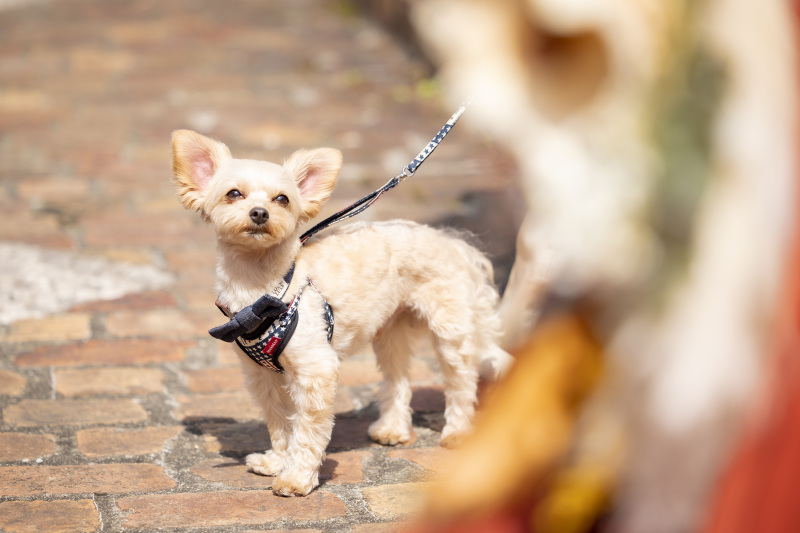 わんちゃんと一緒に!撮影プラン【那須ステンドグラス美術館】