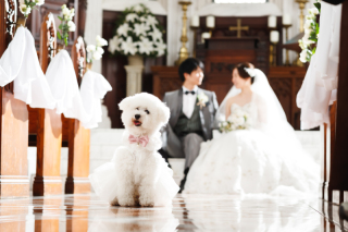 愛犬と一緒に叶える、百花籠の本格フォトウエディング
