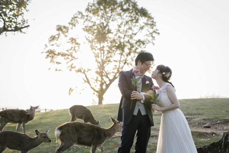 鹿が集まってきました！