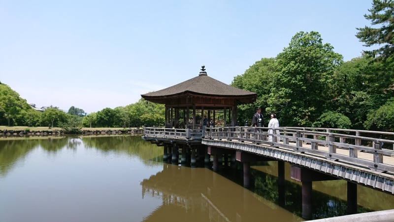 今の時期は奈良公園が鹿の数がすごいです！