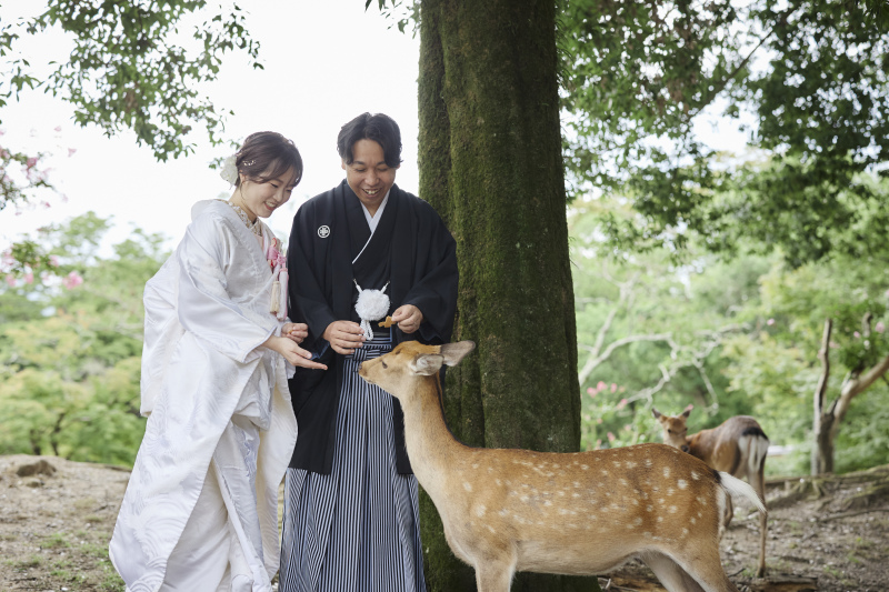 なんと！鹿が近づいて来てくれました！
