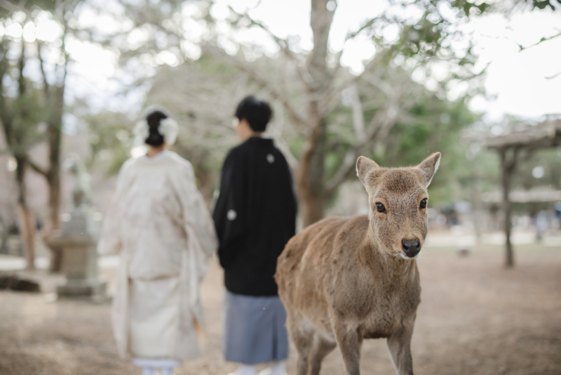 鹿と歩む奈良公園