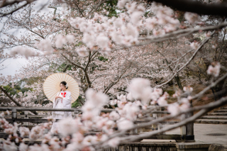 cheerful wedding_和装撮影　桜