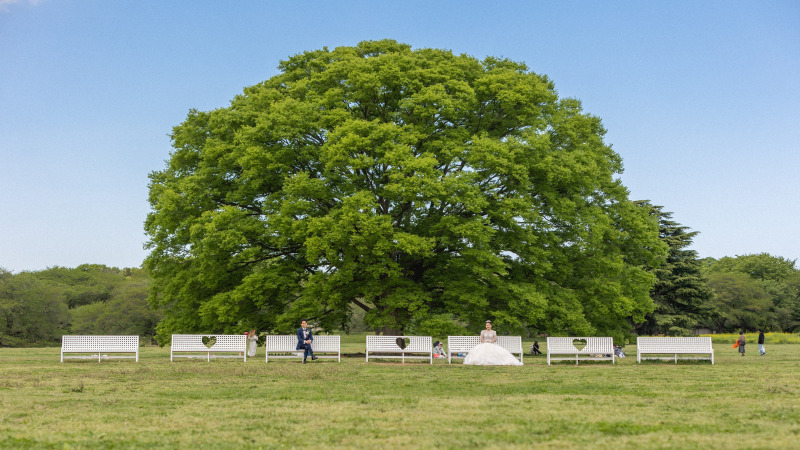 可愛い大きな木と綺麗な青空と