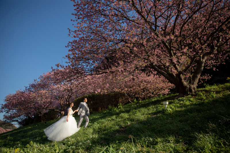 ついに桜開花宣言* お花ロケーション撮影がおすすめ!