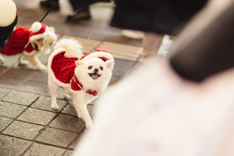 ワンチャンまでも、、