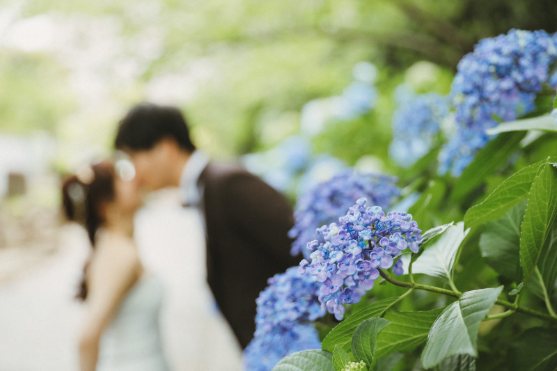 紫陽花が綺麗に咲いてました。