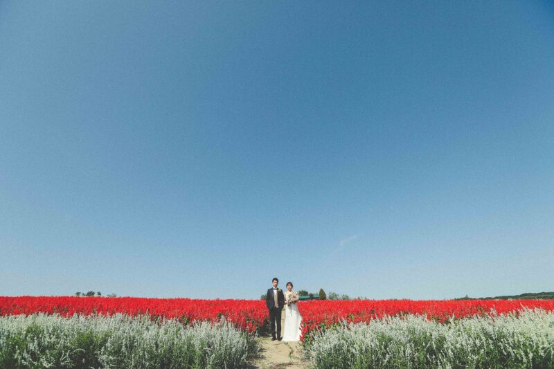 お花畑の中に道があるので！！