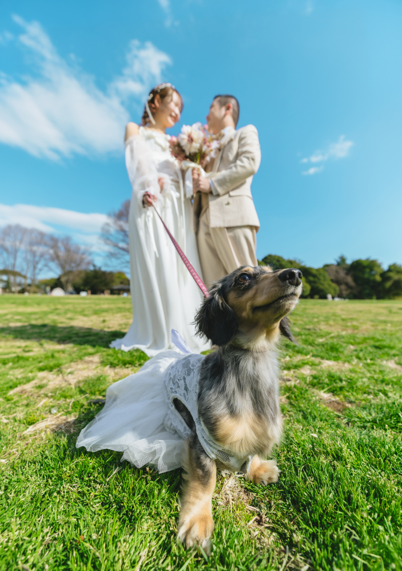 わんちゃんがメイン！