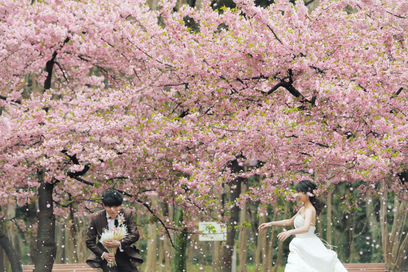 突然の強風で桜が綺麗に舞い上がりまさに桜吹雪。