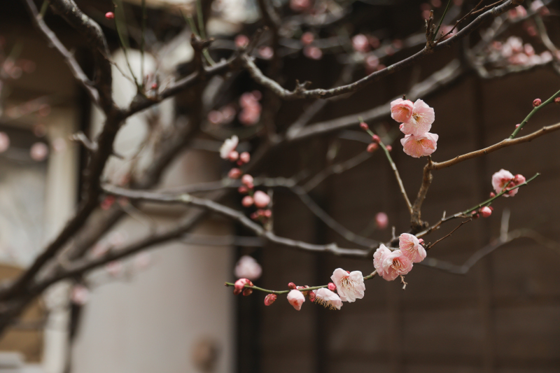 こんにちはしてるお梅さん