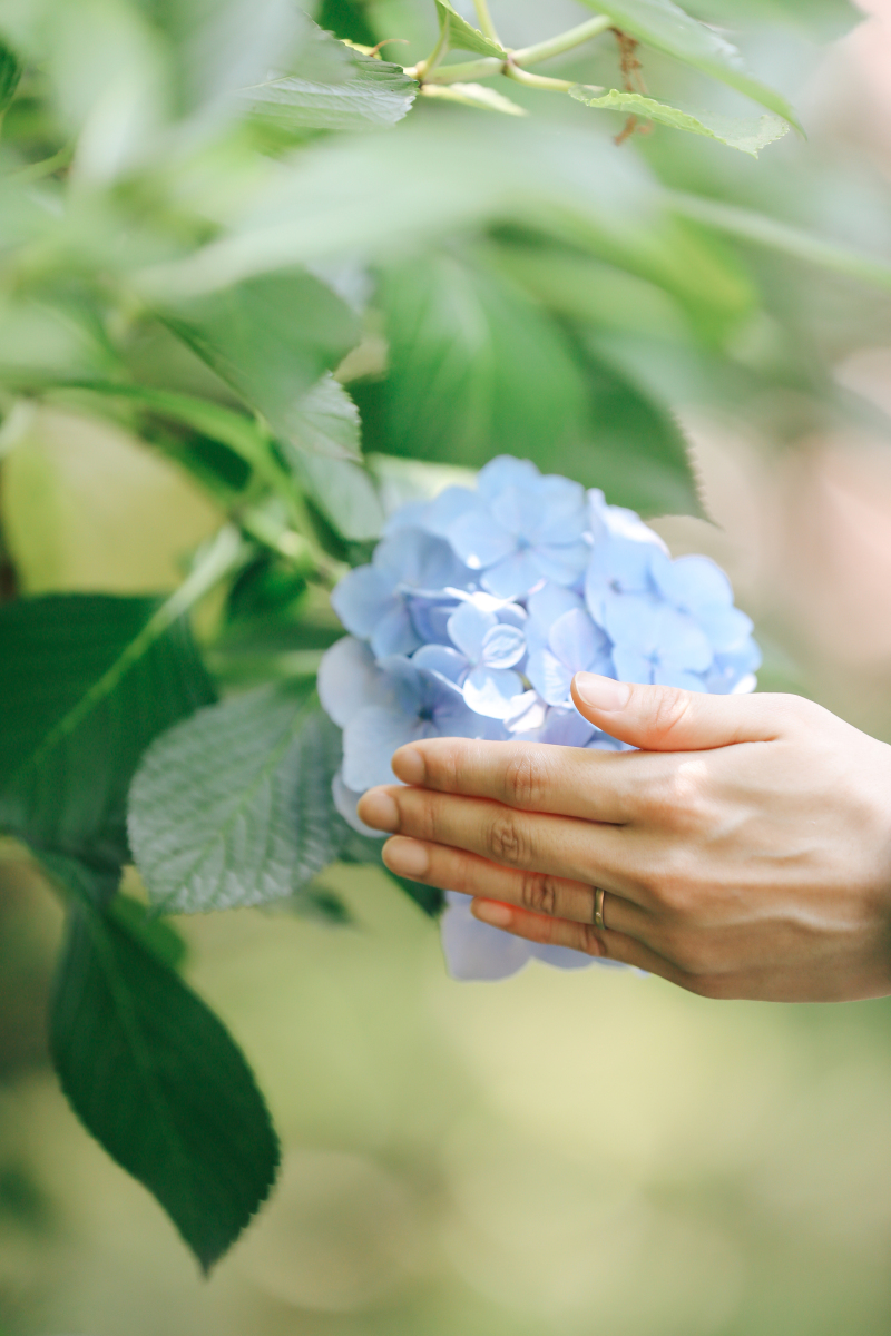 紫陽花の花言葉