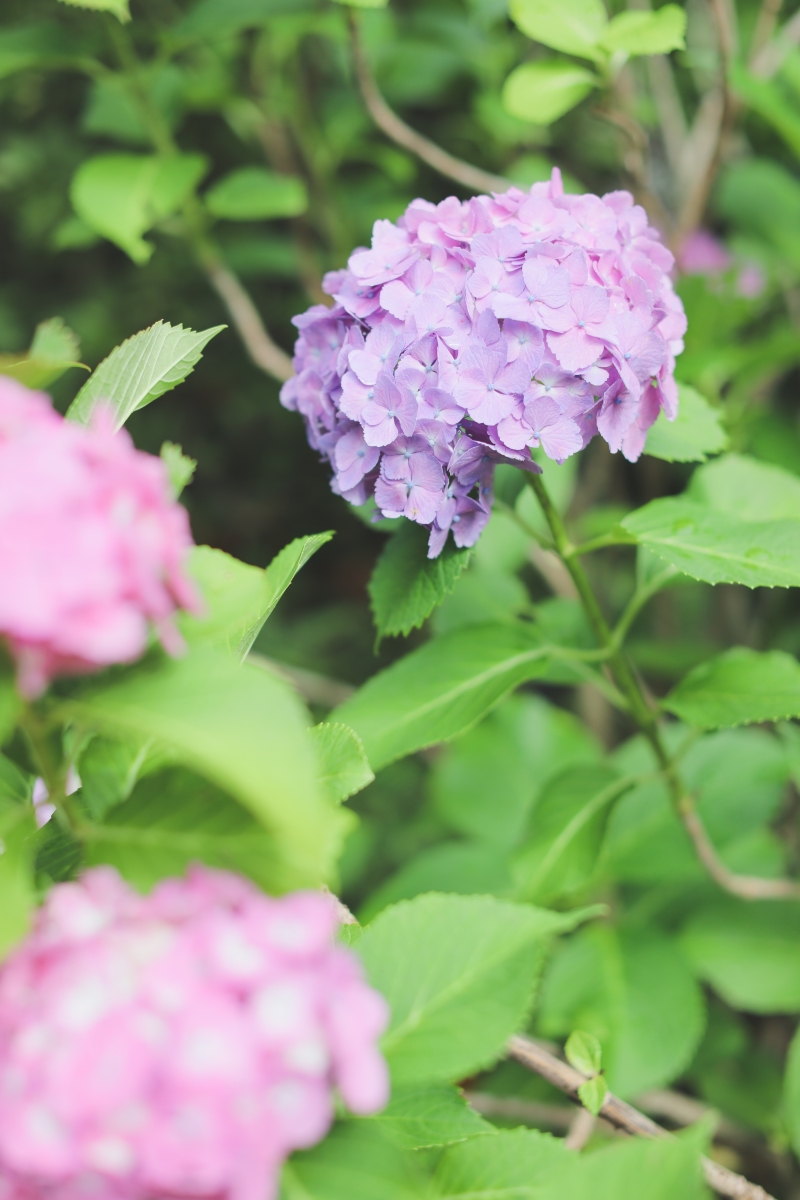 紫陽花の季節