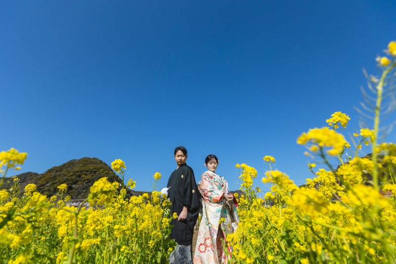 菜の花と青空で