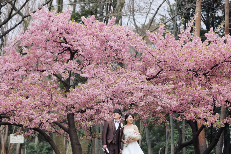 早めの桜が満開でとっても綺麗。